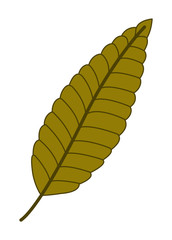 Autumn Leaf Vector