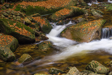 Fototapeta na wymiar Autumn yellow forest and stone river stream.