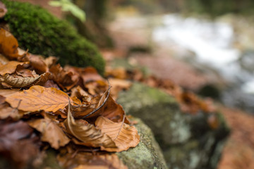 Autumn yellow leaves on the stone. Forest and river stream.