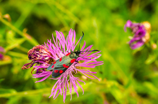 Insect Zygaenidae