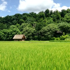 Fototapeta na wymiar Bosque entre montañas, flores, árboles y campos de arroz con casas rurales históricas entre naturaleza