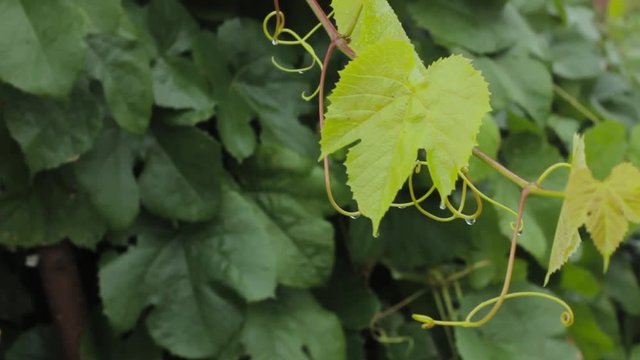 Young grape vine green leaves in the wind on a rainy day