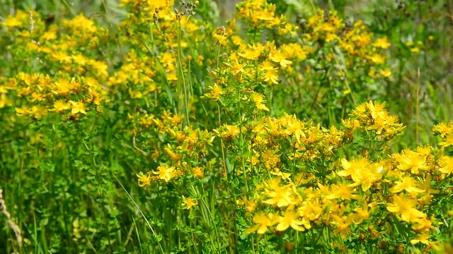 Blossoming St. John's wort