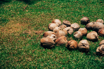 Coconut on the grass