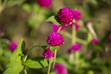 Dark Pink flower or Gomphrena globosa Flower