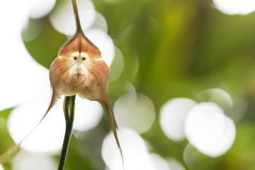 a Monkey Orchid (Looks Like a Monkey’s Face) © cotosatoco
