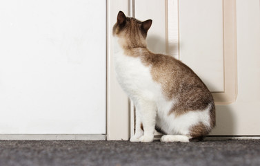 cat opens the door with its paw