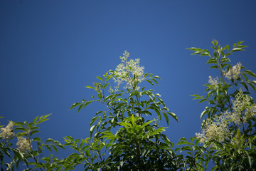 White Flower in blue sky or Fraxinus griffithii tree