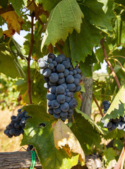 Naklejka premium ripe red grape clusters on the vine