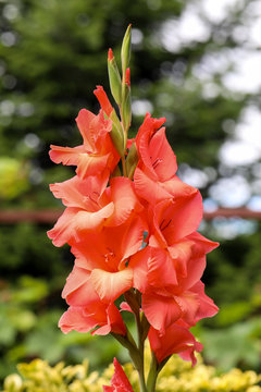 Fototapeta Head of  gladiolus flower in summer garden