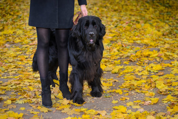 Newfoundland on autumn yellow leaves