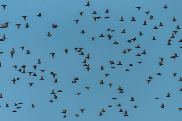 starlings flying together in blue sky, thick cloud of birds
