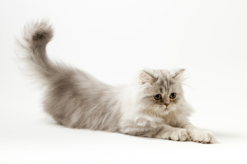 Scottish straight silver tabby spotted long hair kitten playing on white background 