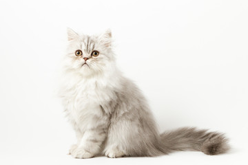 Scottish straight silver tabby spotted long hair kitten sitting on white background 