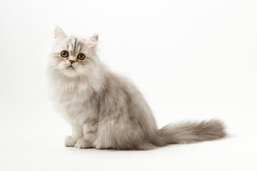 Scottish straight silver tabby spotted long hair kitten sitting on white background 