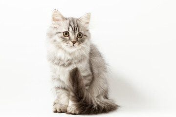 Fototapeta na wymiar Scottish straight silver tabby spotted long hair kitten sitting on white background 