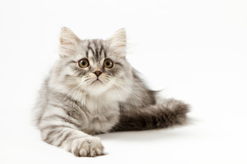 Scottish straight silver tabby spotted long hair kitten lying on white background  