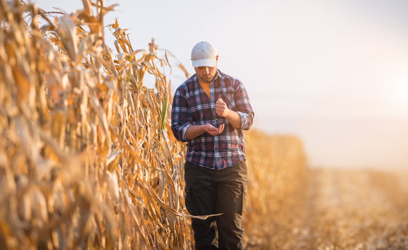 Young farmer examine corn seed in corn fields