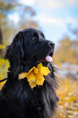 Newfoundland on autumn yellow leaves © phpetrunina14