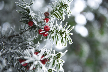 snowy yew and red fruit