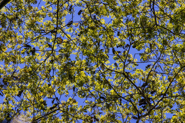 Árvore (planta) | Tree photographed in Linhares, Espírito Santo - Southeast of Brazil. Atlantic Forest Biome.