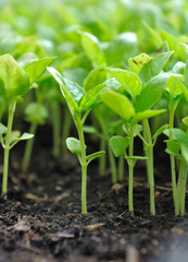 semis de basilic en terre 