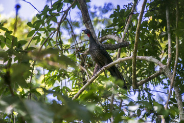 Jacupemba (Penelope superciliaris) | Rusty-margined Guan photographed in Linhares, Espírito Santo - Southeast of Brazil. Atlantic Forest Biome.