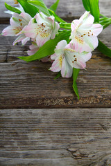 White alstroemeria on a wooden background.