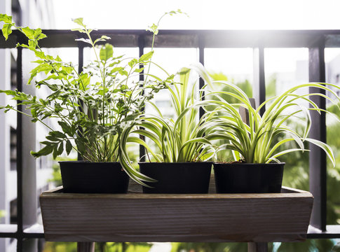 Home And Garden Concept Of Spider Plant And Fern In Pot On The Balcony