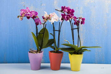 Obraz na płótnie Canvas Three orchids in pots