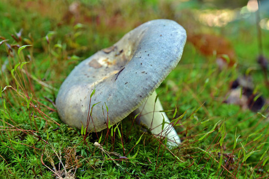 Russula heterophylla mushroom