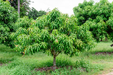 Fototapeta na wymiar Mango tree in farm.