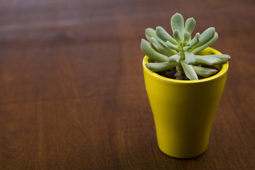 Succulent in a yellow pot