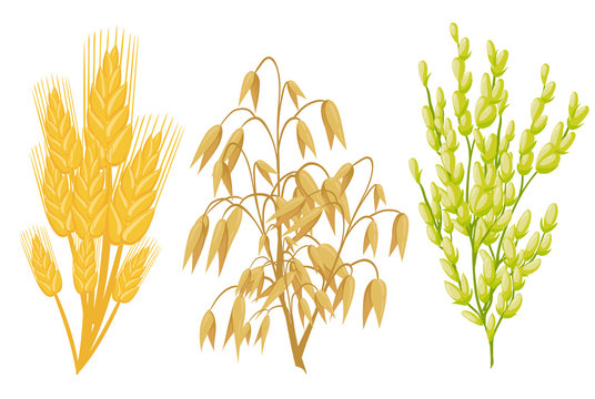 Cereals icons of grain plants. Vector wheat and rye ears, buckwheat seeds and oat or barley millet and rice sheaf. Isolated agriculture corn cob and legume beans or green pea pods farm crop harvest