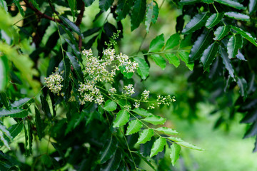 Close up of Neem flowers or Azadirachta indica flowers. A branch of inflorescence Neem flowers or Azadirachta indica flowers.