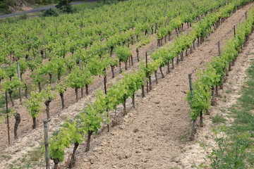 Fototapeta na wymiar Vineyard in french countryside. Occitanie in south of France