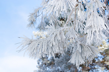 Pine branches covered with snow on a Sunny day