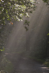 Sonnenstrahle brechen durchs Laub im Teutoburger Wald