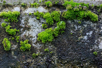 Photo of a bright green moss on an old stone wall. Texture or background of grunge wall with green moss.
