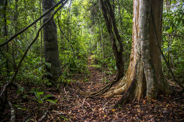 Floresta (paisagem) | Forest Landscape photographed in Linhares, Espírito Santo - Southeast of Brazil. Atlantic Forest Biome.
