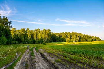 A dirt road at forest edge