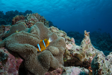 Fototapeta na wymiar Anemonefish in its host anemone