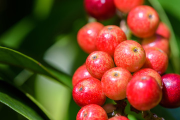 Fresh antidesma thwaitesianum fruit. Fresh red berry with green leaves in nature.