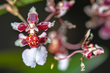 BIZARRE ORCHID – The Ballerina Orchid. Rare species orchid which look like a ballerina. The red and white petals on both sides spread like her arms’, and the white lower end is like her skirt’.
