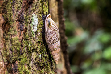 Caracol-florestal (Burringtonia pantagruelina) | Forest snail photographed in Linhares, Espírito Santo - Southeast of Brazil. Atlantic Forest Biome.