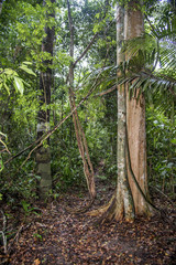 Floresta (paisagem) | Forest Landscape photographed in Linhares, Espírito Santo - Southeast of Brazil. Atlantic Forest Biome.