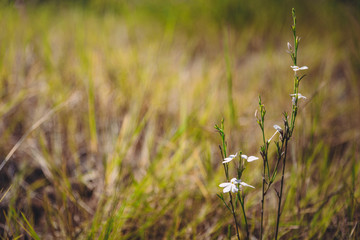 Defocus of flowers in the field.