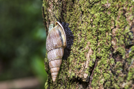 Caracol-florestal (Burringtonia pantagruelina) | Forest snail photographed in Linhares, Esp&iacute;rito Santo - Southeast of Brazil. Atlantic Forest Biome.