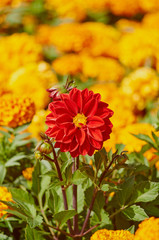 Клумба цветов в городском парке