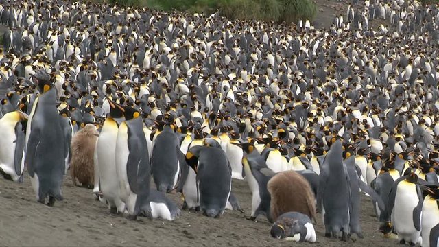King Penguin (Aptenodytes patagonicus) colony packed together on coastline of Macquarie Island, Ross sea, Antarctica